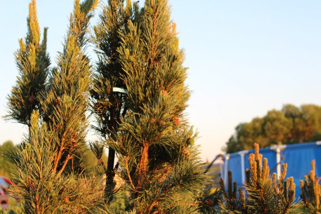 Pinus sylvestris 'Fastigiata' 2